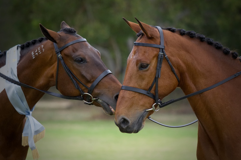 horses, livestock, pinto, outdoors, mammal, domestic animals, standardbred, bay, bridle, equine, head, vertebrate, pets, animal wildlife, herbivorous, posing