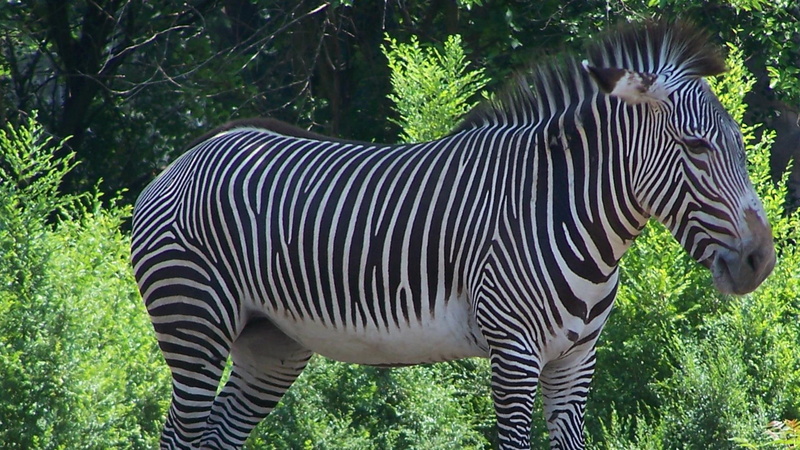 view, folia, larger, michigan, daydreaming, horse relative, 1080P, grevys african, zebra, detroit zoological gardens, sunshine, equine