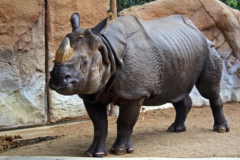 herbivorous, horned, large, full length, asia, animals In The Wild, wildlife, standing, one animal, zoology, sand, no people, animal wildlife, nature reserve