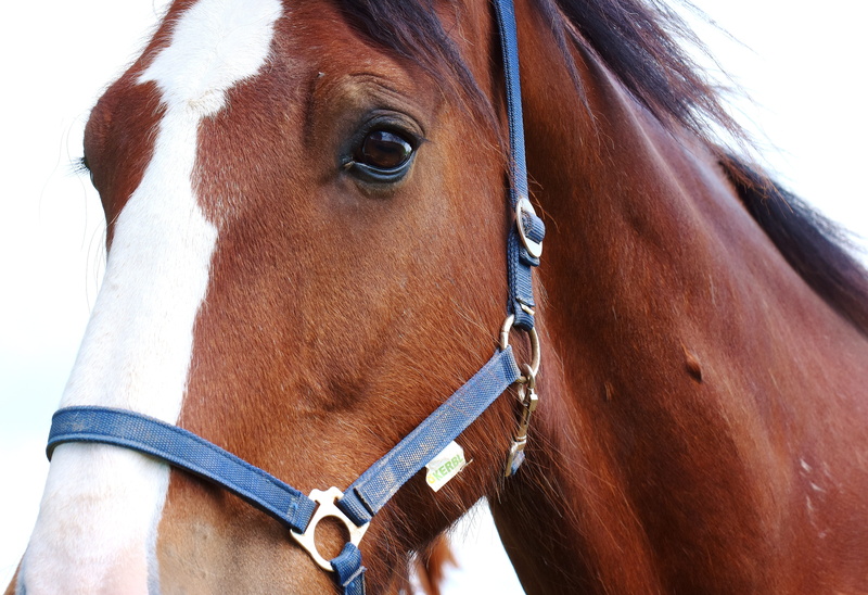 view, livestock, animal themes, animal body part, shire horse, domestic, herbivorous, vertebrate, portrait, day, face, animal wildlife, wildlife photography