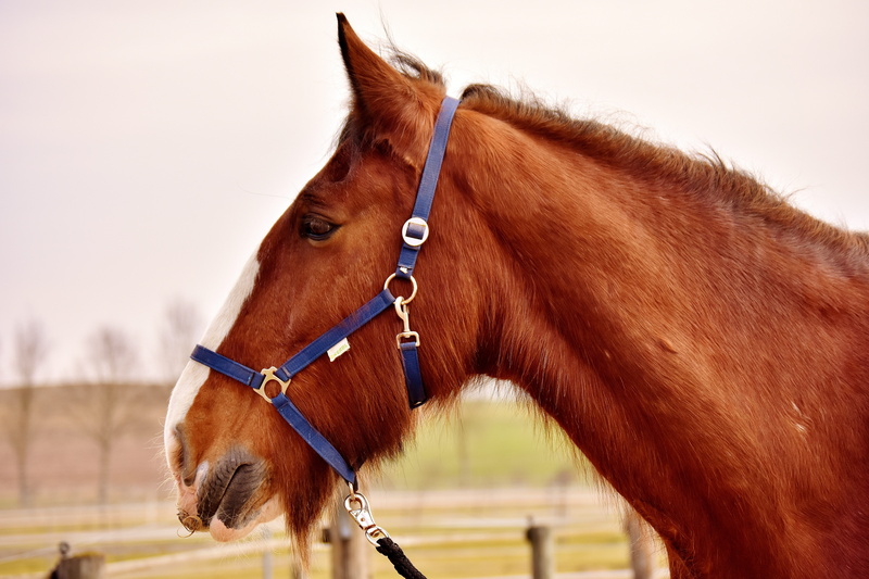 meadow, coupling, ride, mane, animal wildlife, vertebrate, big horse, brown, animal eye, animal themes, wildlife photography, herbivorous, domestic animals