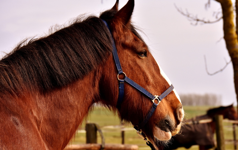 animal world, pets, domestic, no people, herbivorous, big horse, one animal, animal themes, close-up, brown, profile view, closeup, bridle, livestock, wildlife photography