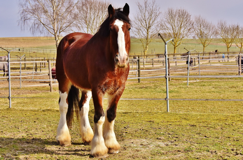 paddock, mammal, domestic, fence, pets, animal world, reitstall, agriculture, nature, coupling, one animal, no people, brown, grass, big horse, barrier
