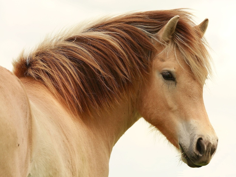 thoroughbred Horse, horse, animal hair, stallion, rural Scene, brown, one animal, mammal, working animal, mare, 1080P, livestock, domestic, animal body part