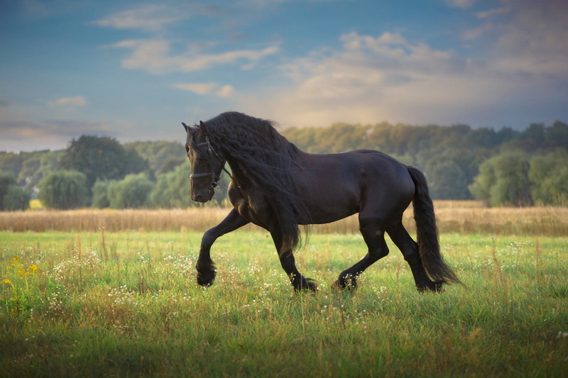 walk, handsome, 1080P, meadow, horse, breed, mane, luxury, field, blue sky, nature, green, crow, stallion, pose, grass, background, clouds, hooves, summer