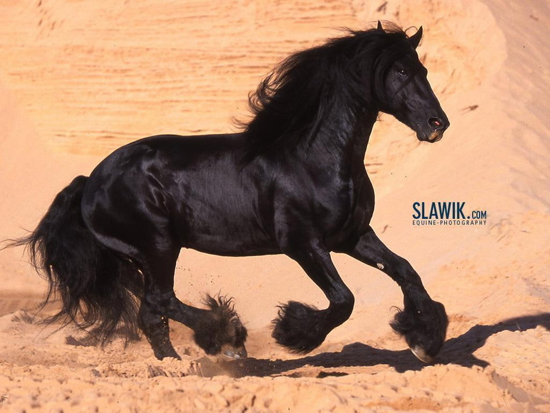 Holland, 480P, art, friesian, animals, Dutch, friesland, horses, hd, Black