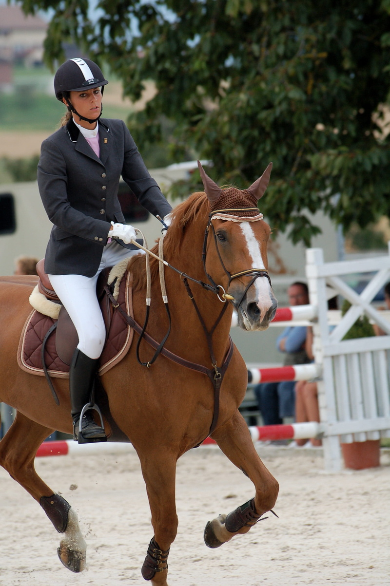 animal themes, domestic animals, vertebrate, livestock, lifestyles, domestic, mammal, animal wildlife, horseback riding, activity, one person, day, 2K