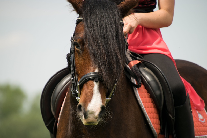 one person, ride, horse, domestic animals, domestic, animal wildlife, 5K, horsewoman, livestock, animal, mammal, brown, pets, herbivorous, working animal