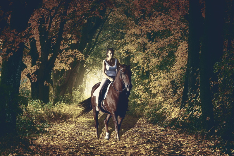 night, pets, summer, nature, horsewoman, foggy, autumn, tree, animal wildlife, domestic animals, real people, animal, land, mammal, one person, ride, herbivorous