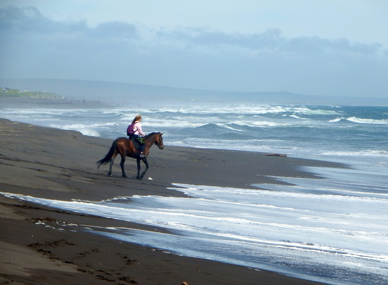 the pacific ocean, sand, livestock, sea, Sand, daytime, animal themes, Pacific Ocean, land, stroll, animal wildlife, domestic animals, horseback riding