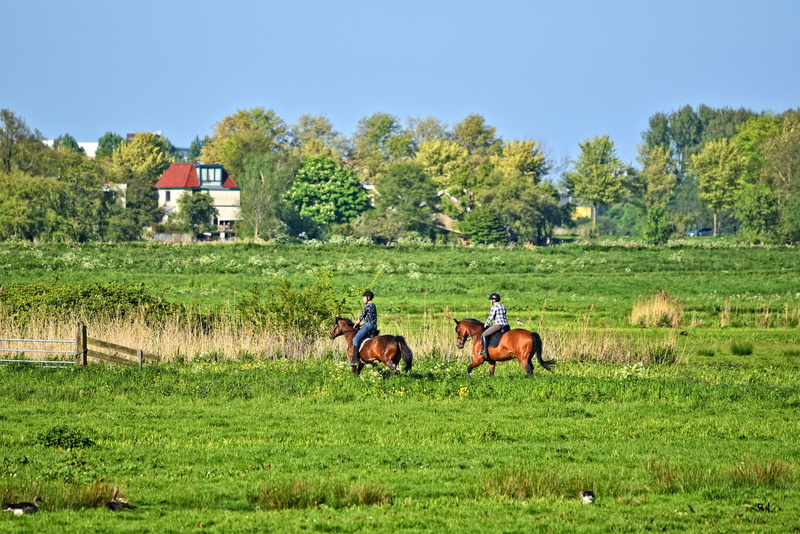 two, rural, countryside, horse riding, herbivorous, livestock, plant, grass, trees, meadow, group of animals, domestic, equestrian, animal wildlife, blue