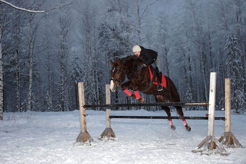 nature, mammal, tree, animal wildlife, horsewoman, herbivorous, clothing, domestic animals, livestock, riding, land, animal, cowboy, animal themes, horse