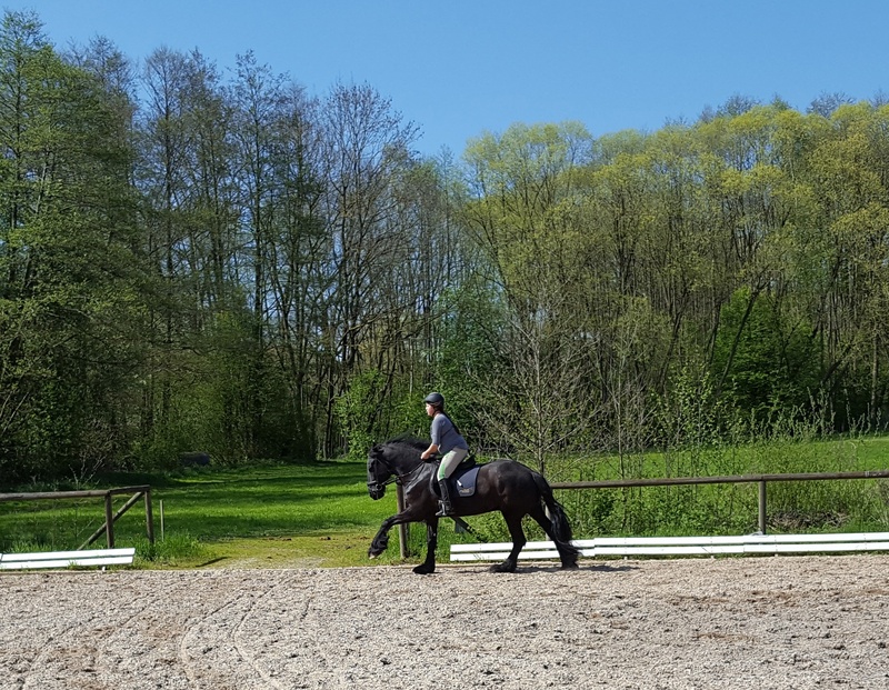 1080P, plant, ride, animal themes, mammal, rap, friese, livestock, domestic animals, herbivorous, animal wildlife, horse, vertebrate, nature, gallop, riding