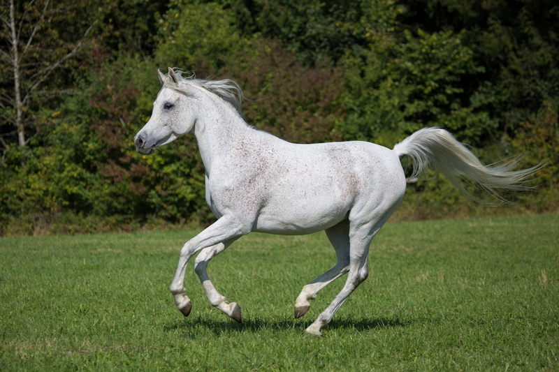 vertebrate, trained, side view, animal themes, pasture, white, pets, animal wildlife, running, horse, grass, standing, equine, corral, land, portrait, domestic animals