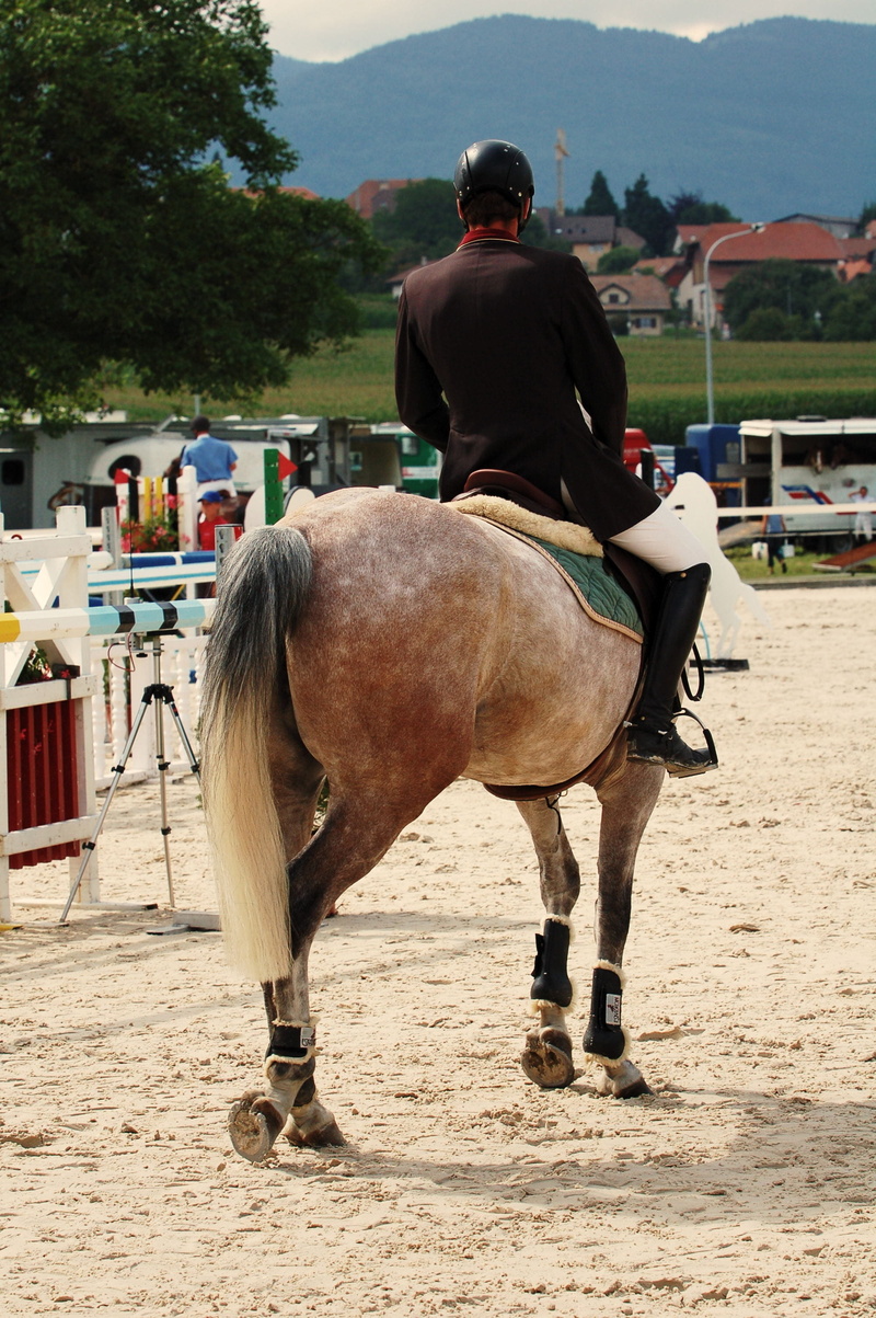 tournament, vertebrate, real people, men, mammal, 2K, herbivorous, equestrian, one person, domestic animals, riding, rear view, horsewoman, animal wildlife