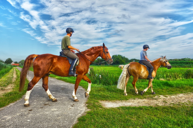 grass, rider, domestic animals, horseman, riding, equestrienne, horseback, rural, bay, vertebrate, blue sky, outdoors, animal, summer, herbivorous, nature