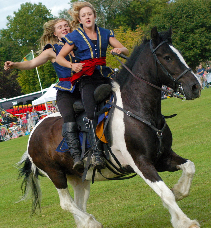 girls, competition, domestic, 1080P, domestic animals, Show, sport, horsemanship, female, Horse, mammal, livestock, leisure activity, Horsewoman, equine