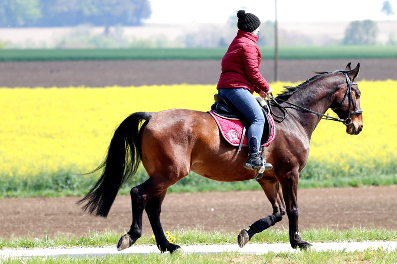 land, herbivorous, riding, animal, domestic animals, horse, real people, day, leisure, horsewoman, pets, ride, sport, hobby, mammal, activity, horseback riding
