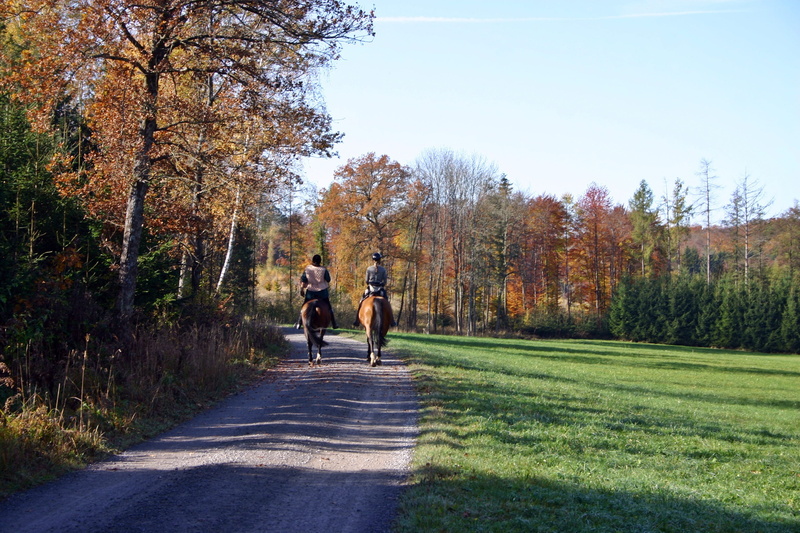 real people, autumn, girl, men, change, autumn forest, the way forward, glade, outdoors, ride, meadow, reiter, walking, animal, day, plant, equestrian