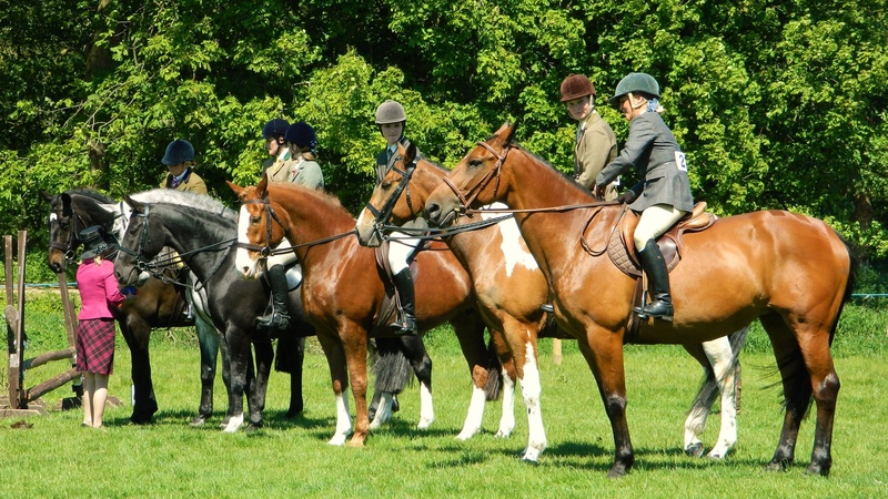 recreation, grass, contest, working animal, derby, activity, 1080P, sport, fast, mare, equine, saddle, determination, competition, rider, outdoor, outdoors