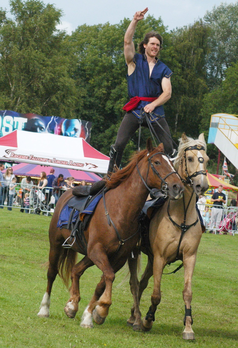 saddle, real people, grass, paddock, horse, livestock, vertebrate, horsewoman, Horseback, Trial, horseback riding, herbivorous, leisure activity, trial