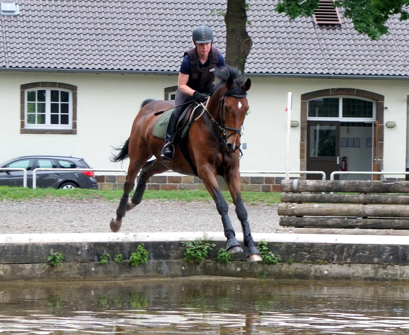 built structure, livestock, vertebrate, gallop jump, horsewoman, gallop, deep crack, eventing, outdoors, gelding, house, domestic, teenager, versatility examination