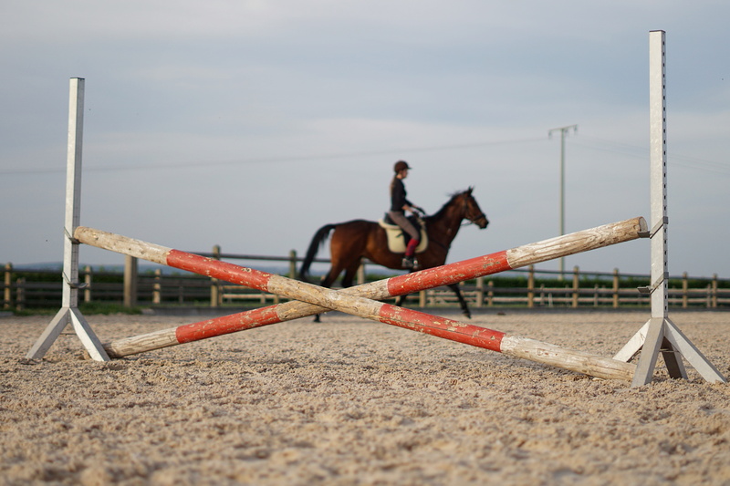 horsewoman, reiter, animal, activity, ride, nature, animal wildlife, brown, mammal, competition, show jumping, vertebrate, 5K, outdoors, domestic animals