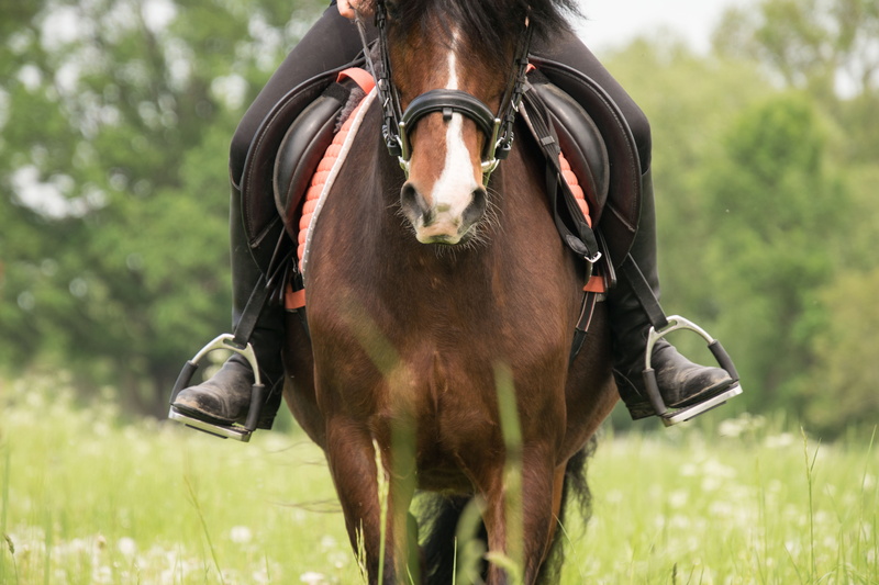 pony, domestic animals, herbivorous, animal themes, domestic, outdoors, one animal, animal, pets, brown, vertebrate, riding, nature, day, mammal, land