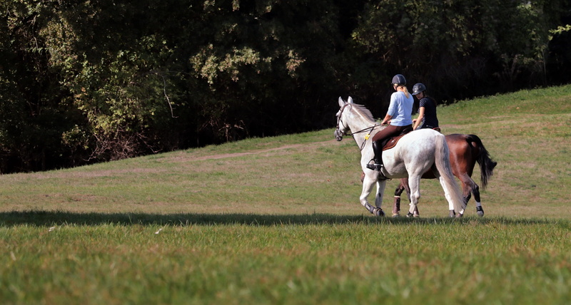 animal wildlife, hobby, horsewoman, nature, land, horses, recovery, field, lifestyle, domestic, plant, domestic animals, activity, lifestyles, vertebrate
