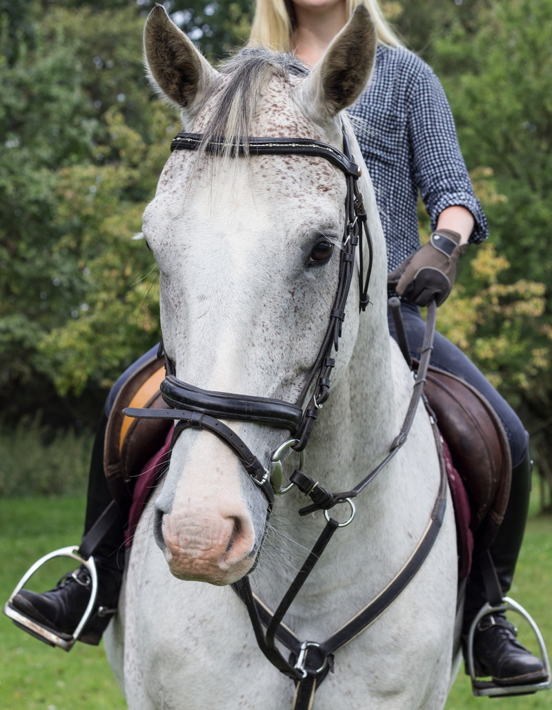 horseback riding, mane, animal wildlife, pets, bridle, vertebrate, day, stallion, riding, herbivorous, girl, female, domestic, portrait, animal themes