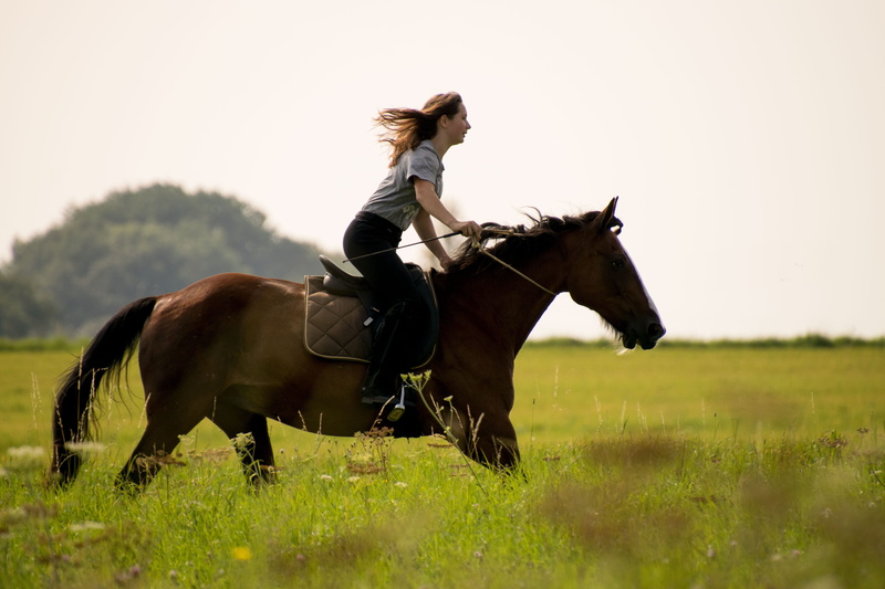 horse, reiter, ride, animal wildlife, animal, neck ring, field, cavalry, meadow, herbivorous, riding, gallop, outdoors, grass, domestic, horseback riding