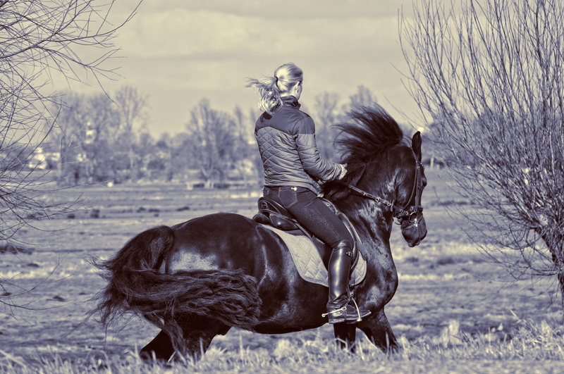 horsewoman, hair, ride, tree, outdoors, animal wildlife, riding, field, mane, horse, person, horseback riding, 4K, animal, land, herbivorous, nature, vertebrate