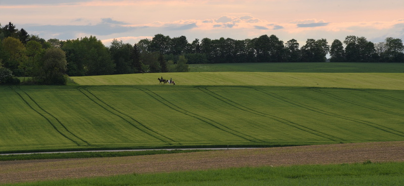 land, leisure activity, environment, day, horses, nature, meadow, sport, activity, sky, green - golf course, field, plant, leisure, grass, riding, ride