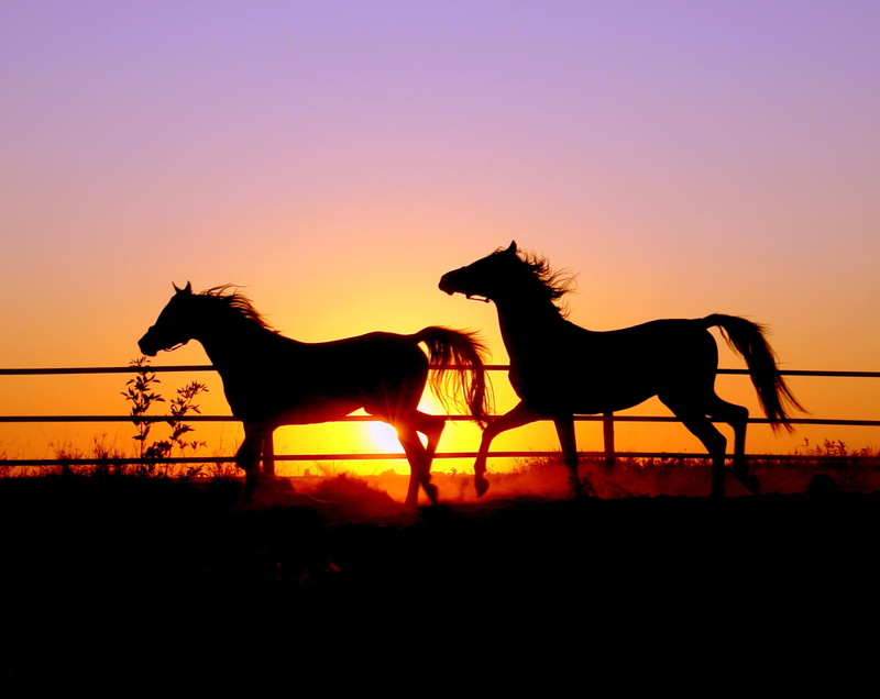 horse, sunset, nature, 1080P, 3d and abstract, horses, two, animal