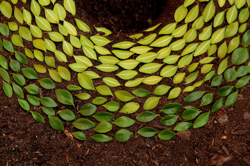 green, pattern, freshness, growth, forest floor, circle, outdoors, leaf, field, tranquility, dirt, artwork, high angle view, yellow, fall, sunlight, green color