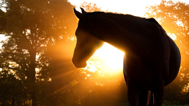 sunlight, sunbeam, sun, horse, sillouette, 4K, nature, sunshine