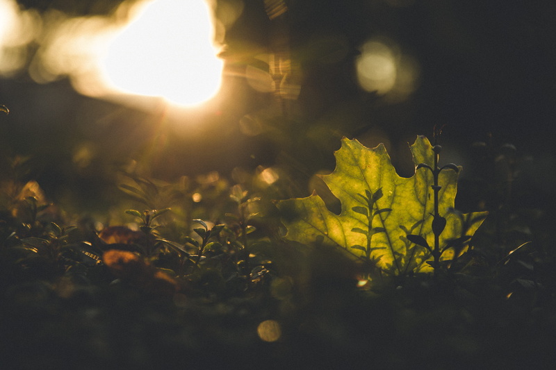beauty in nature, no people, back lit, plant, macro, land, growth, green, outdoors, tranquility, yellow, sun, 5K, tree, shadows, sunset, plants, somber