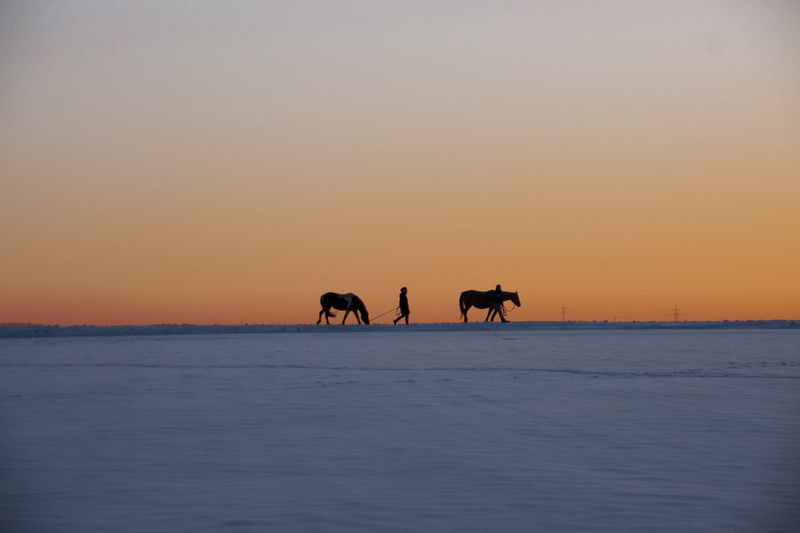 no people, silhouette, snowy, animal themes, vertebrate, nature, snow, herbivorous, landscape, mammal, outdoors, winter, sunset, cold, horse, orange color