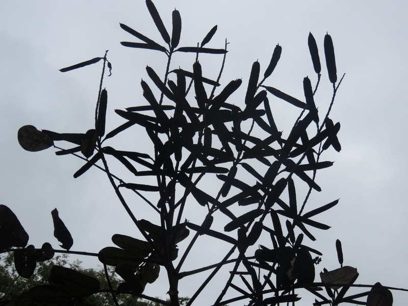plant, day, leaf, sky, low angle view, art and craft, black, creativity, architecture, sillouette, Silhouette, flower, close-up, 4K, growth, tree, plant part