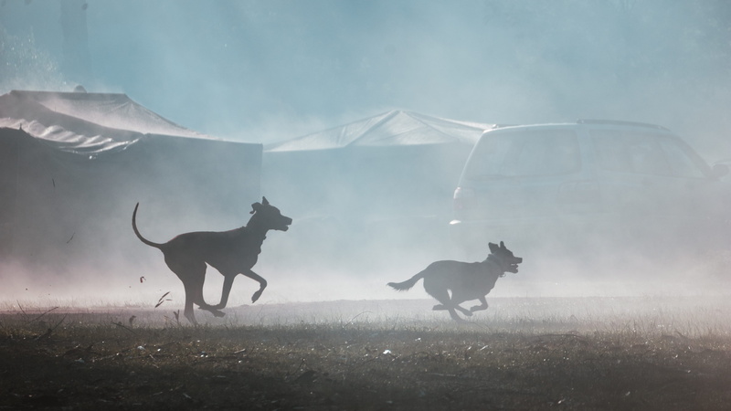nature, dogs playing, animal, group of animals, field, sky, livestock, land, 4K, animal wildlife, outdoors, fog, sillouette, dog, running, pets, mammal