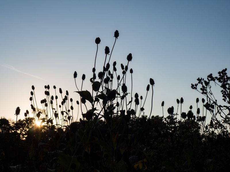 beauty in nature, day, tranquil scene, Fall, purple, field, 4K, silhouette, scenics - nature, shadow, no People, garden, plant, Watching the Sunset, Nature