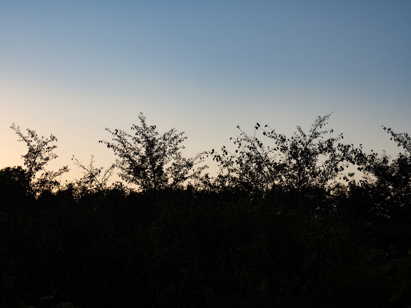 land, no people, outdoors, non-urban scene, growth, sillouette, environment, tranquility, Sunset, day, 4K, night, scenics - nature, sky, clear sky, Nature
