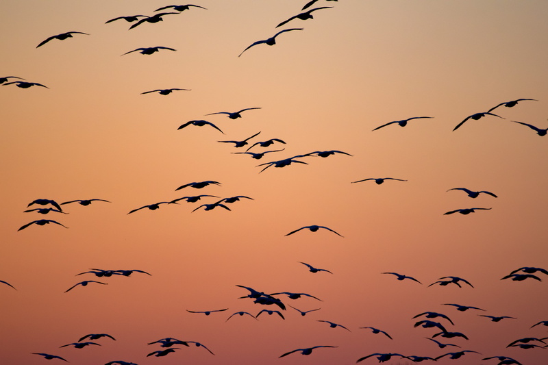 animals in the wild, golden, sunset, vertebrate, sky, mid-air, large group of animals, seagull, flying, animal, 5K, motion, hour, animal wildlife, bird