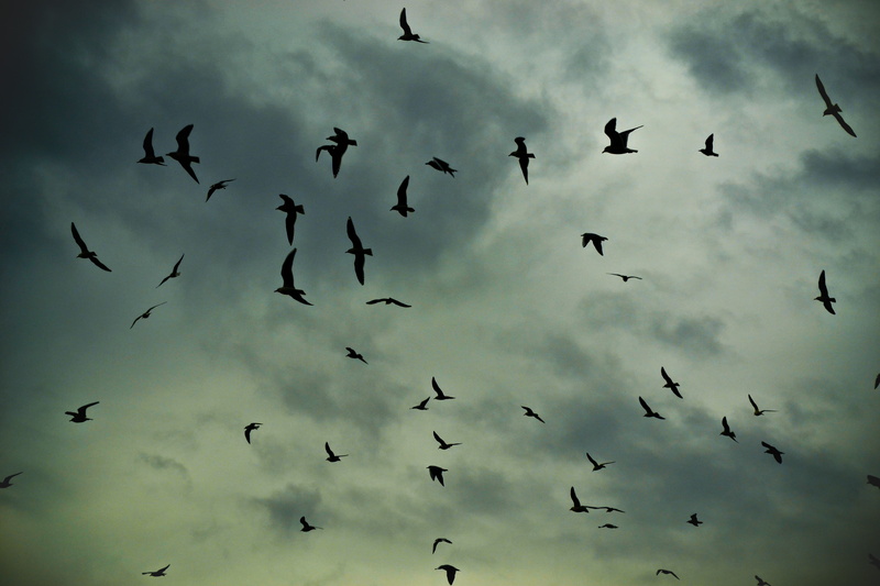 mid-air, animals in the wild, moody, silhouette, nature, atmospheric, cloud - sky, motion, 4K, animal wildlife, animal, gulls, animal themes, bird, birds