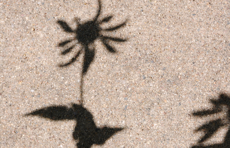 plant, day, arid climate, street, flower, botanical, animals in the wild, hot, united states, sand, directly above, focus on shadow, dry, animal themes