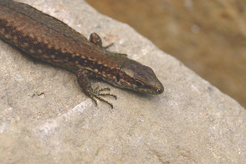 italy, rock - object, animals in the wild, lizard, vertebrate, creatures, lezard, claws, reptile, one animal, rock, invertebrate, animal scale, close-up