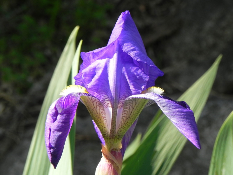 purple, 2K, iris, fragility, focus on foreground, no people, freshness, pollen, flower head, beauty in nature, vulnerability, petal, outdoors, growth