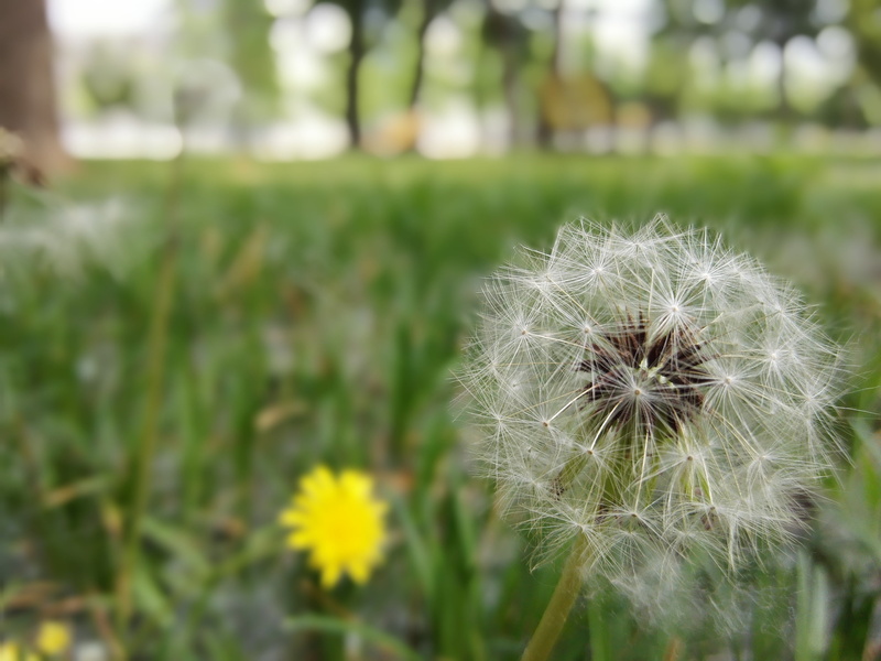 flower, inflorescence, outdoors, dandelion seed, nature, springtime, day, seeds, 2K, flower head, softness, growth, field, beijing, close-up, vulnerability