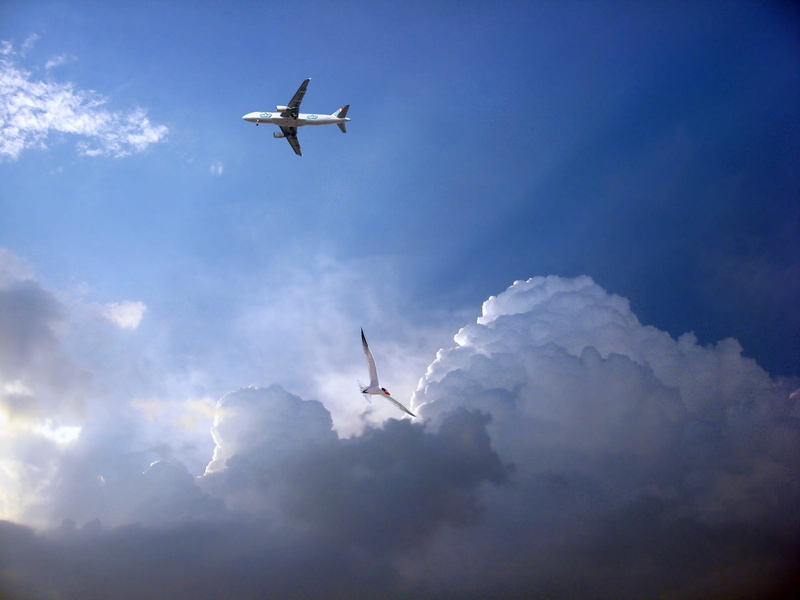 airport, rays, aerospace industry, clouds, motion, animal, mode of transportation, fly, taking off, sky, on the move, trip, air transport, cloud - sky