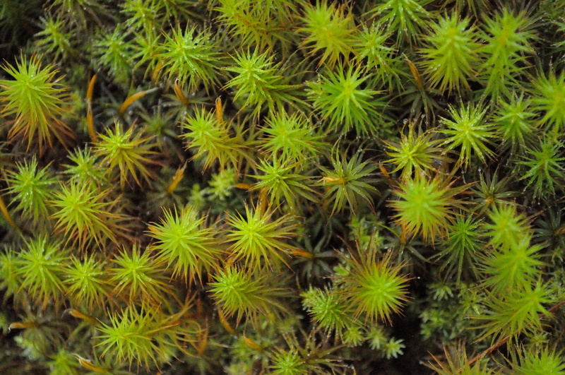 backgrounds, star moss, 4K, flora, cactus, land, growth, day, nature, green, sharp, plant, food and drink, beauty in nature, succulent plant, outdoors